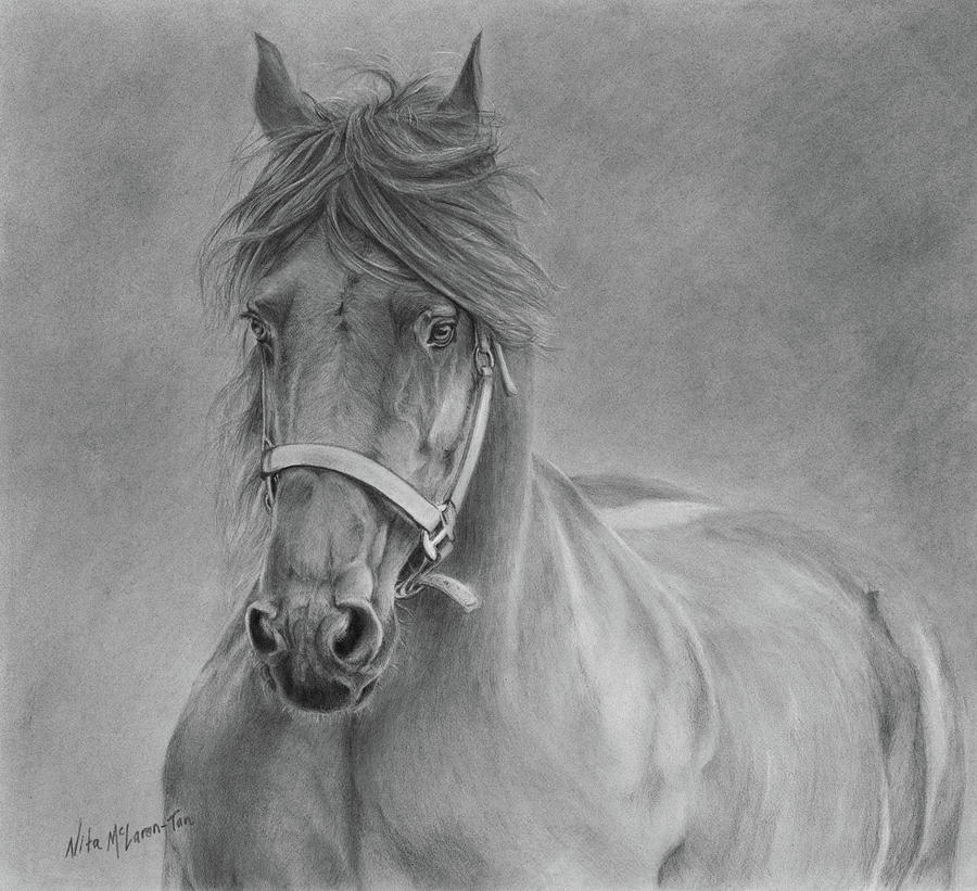 Friesian Horse Drawing by Nita McLaren-Tan - Fine Art America