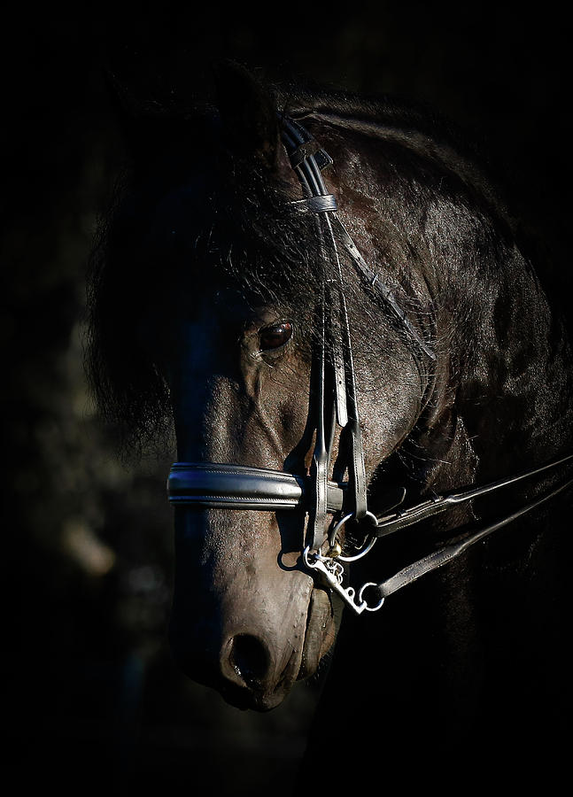 Wildlife Photograph - Friesian Horse Portrait Dark by Athena Mckinzie