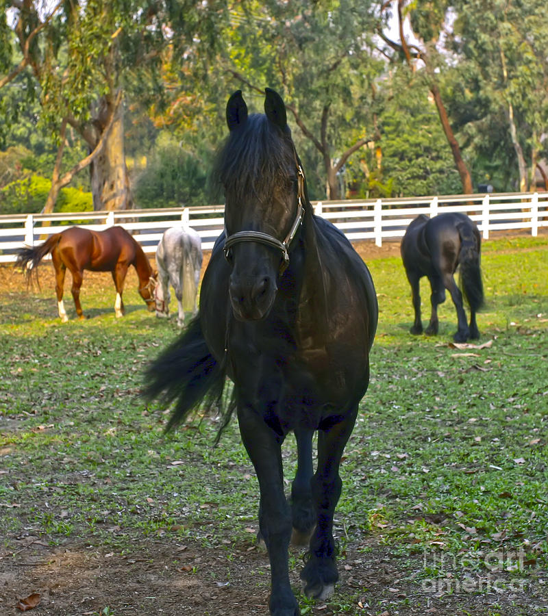 Friesian Horses in a Pasture  Photograph by Waterdancer 