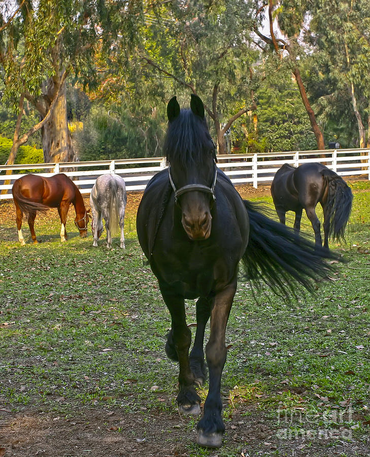 Friesian Horses - Pasture Photograph by Waterdancer 