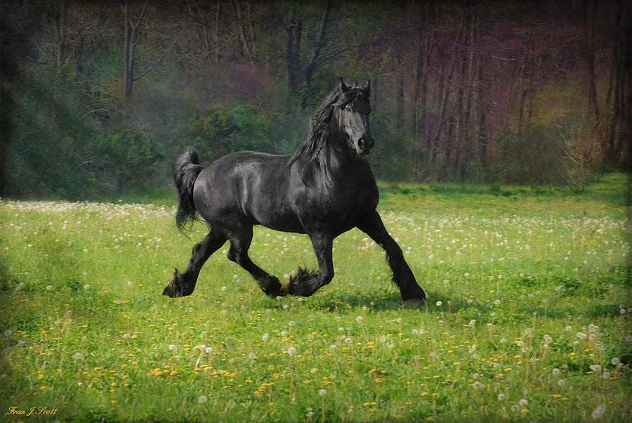 Horse Photograph - Friesian Power by Fran J Scott