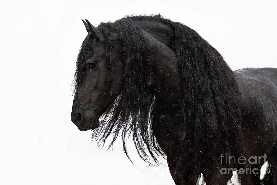 Friesian Stallion  Photograph by Lori Ann  Thwing