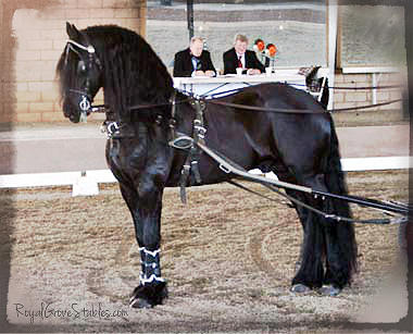 Friesian Stallion Under Harness by Carol Whitaker Friesian Stallion Under Harness by Carol Whitaker
