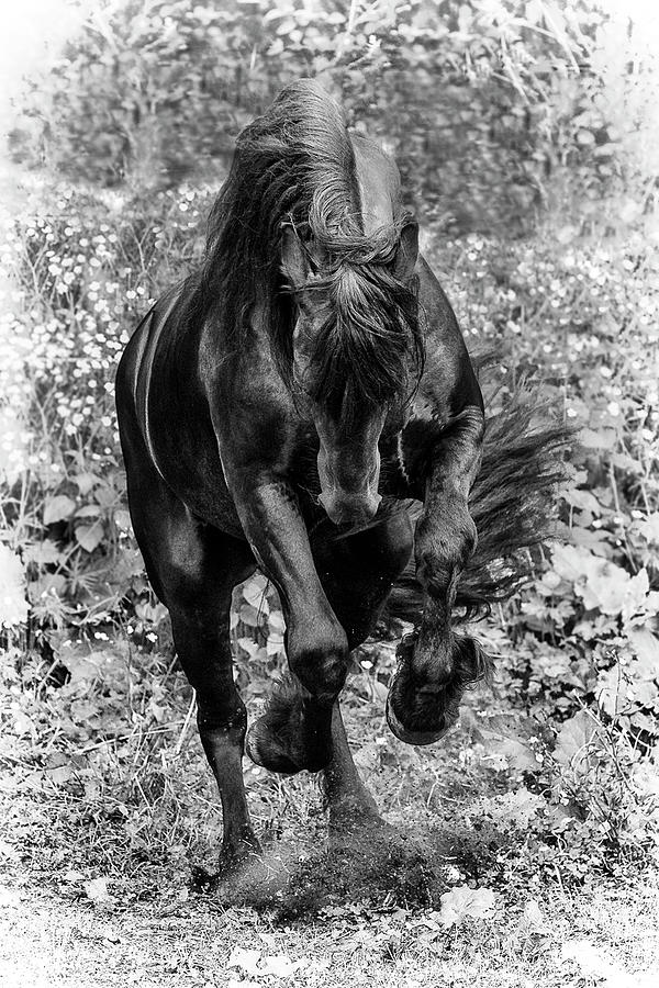 Friesian Stallion Photograph by Wes and Dotty Weber