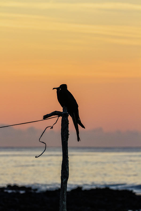 Frigate Bird at Sunset Photograph by John Haldane