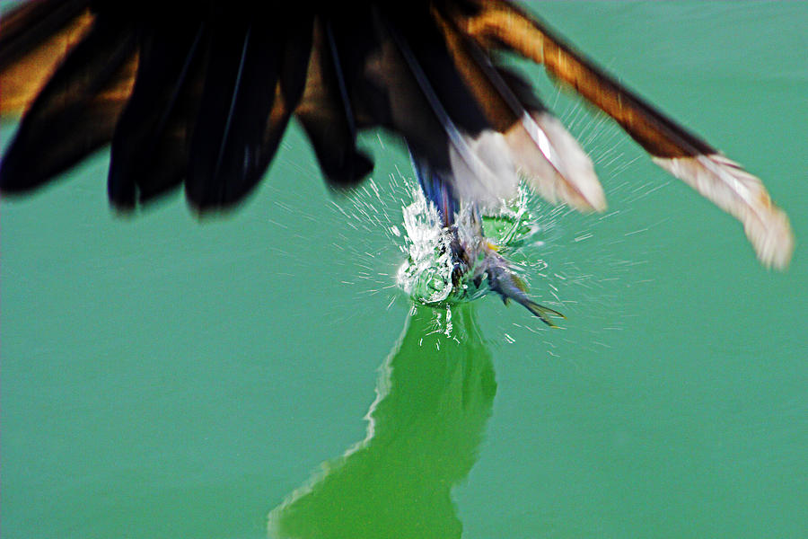 Frigate Bird catches fish-St Lucia Photograph by Chester Williams