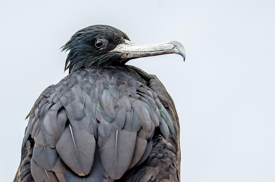 Frigate Bird Photograph by Harry Strharsky