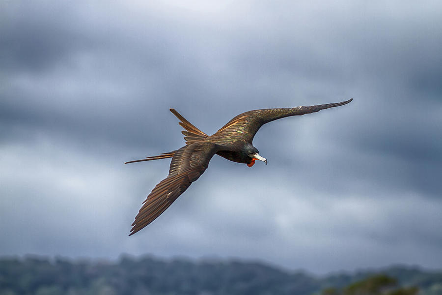 Frigate Bird Photograph by John Haldane