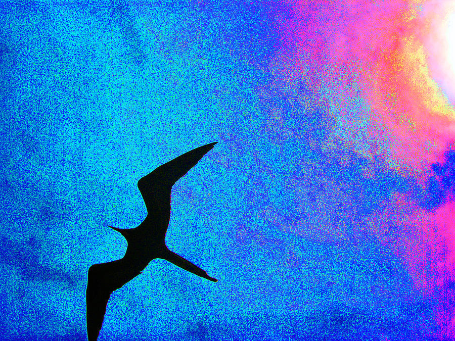 Frigate Photograph - Frigate Bird by Ladonna Idell Frigate Photograph - Frigate Bird by Ladonna Idell