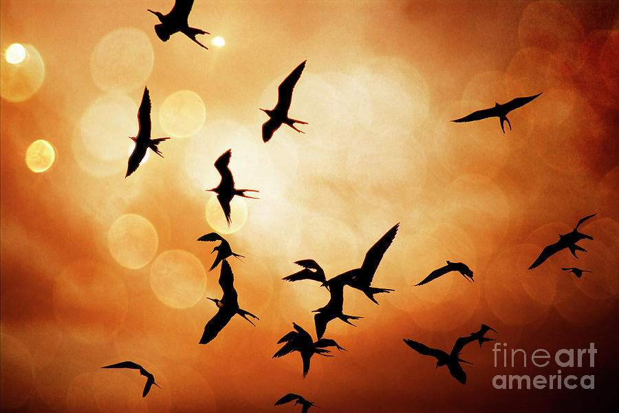 Frigate Birds Over Puerto Lopez Photograph by Al Bourassa