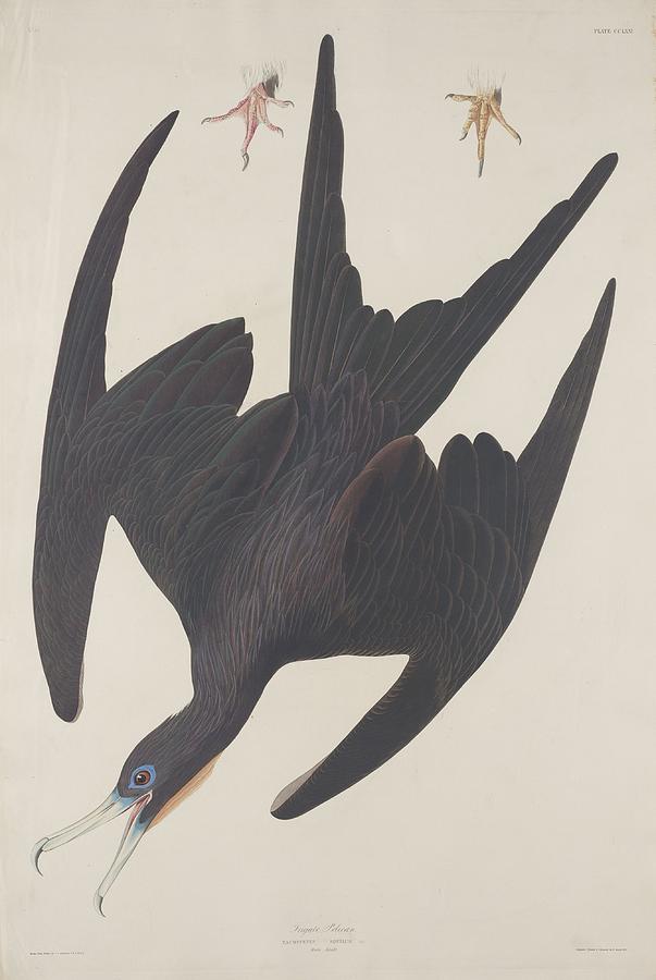 John James Audubon Drawing - Frigate Pelican by Dreyer Wildlife Print Collections 