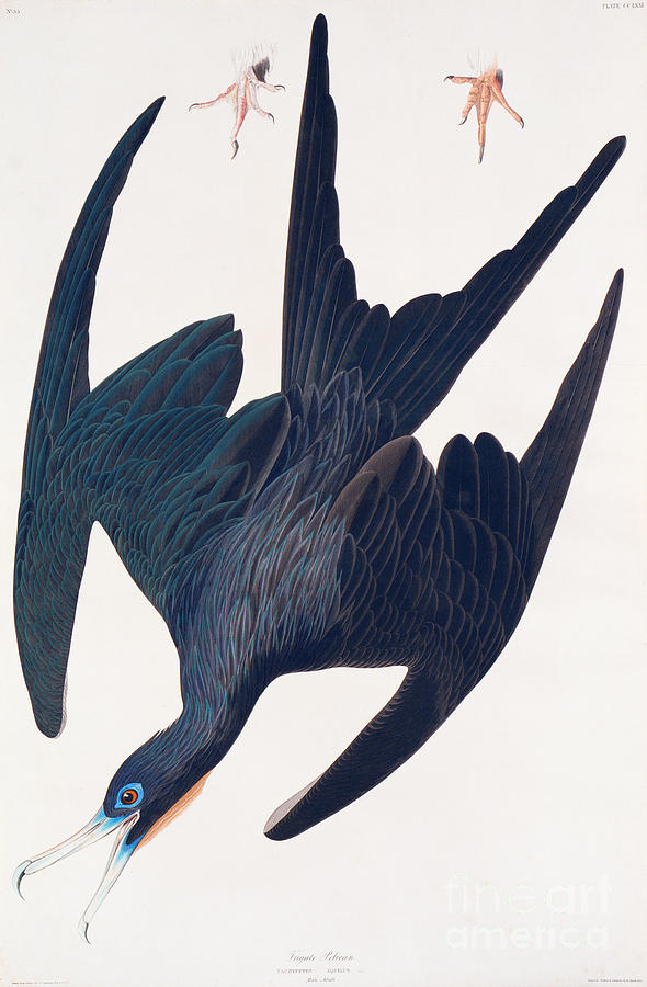 John James Audubon Painting - Frigate Penguin by John James Audubon