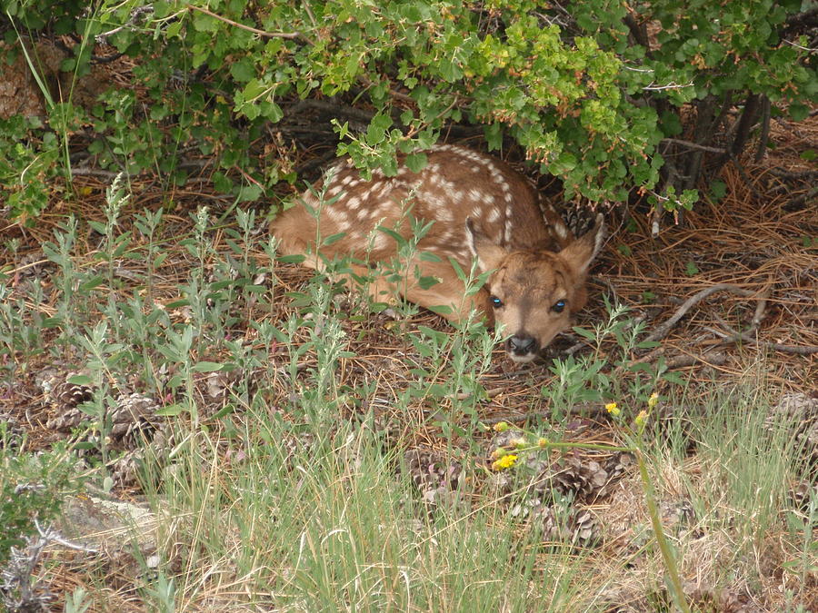 Frightened Fawn Photograph by Dennis Boyd