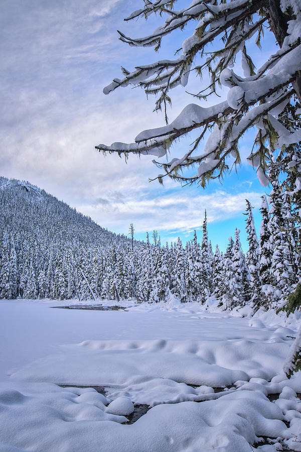Winter Photograph - Frigid Beauty by Windy Corduroy