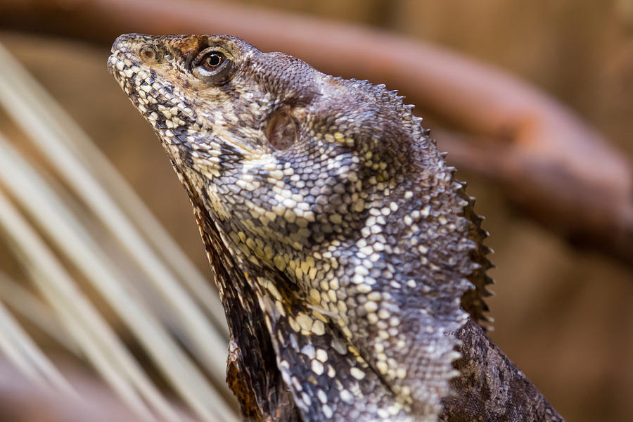 Frilled Lizard Photograph by Shawn Jeffries