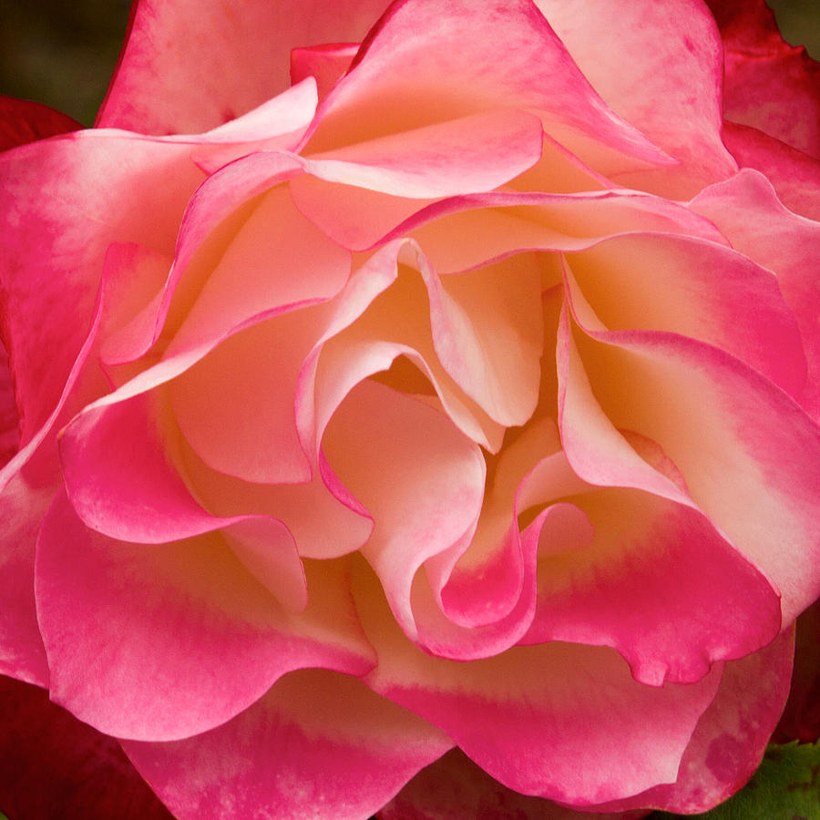 Frills of a Rose Photograph by Bonnie Follett