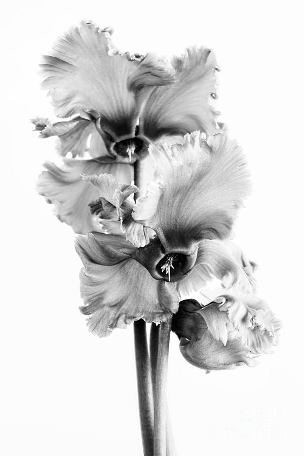 Frilly Edged Cyclamen Flowers Monochrome Photograph by Ann Garrett