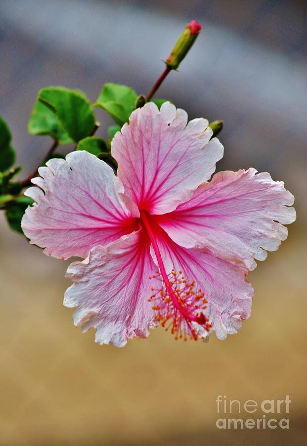 Frilly Hibiscus Photograph by Craig Wood