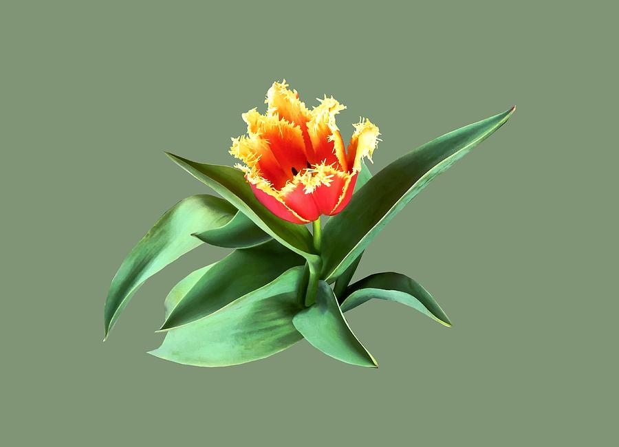 Frilly Orange Tulip Photograph by Susan Savad