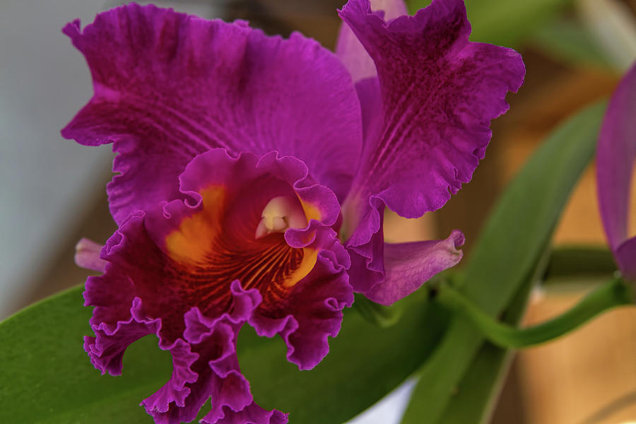 Frilly Orchid Photograph by Alana Thrower