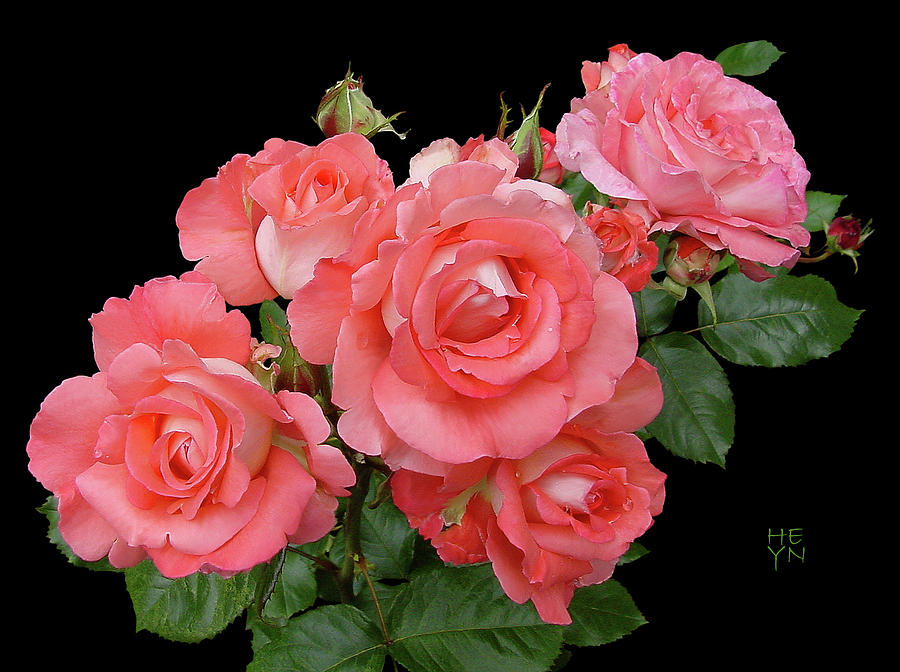 Frilly Peach Rose Bouquet Cutout Photograph by Shirley Heyn
