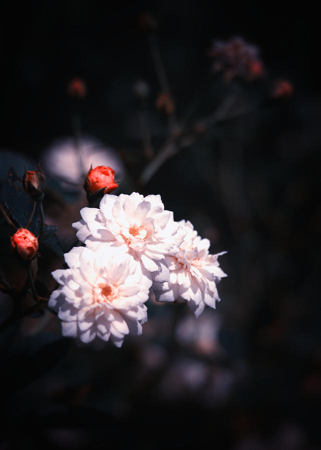 Frilly Petals Photograph by Yuka Kato