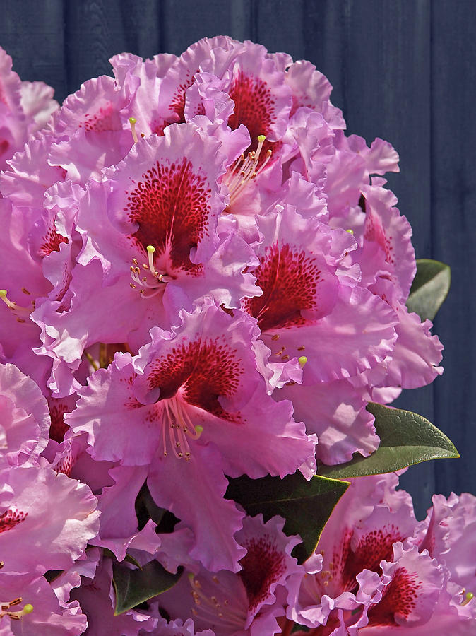 Frilly Pink Rhododendron Photograph by Gill Billington