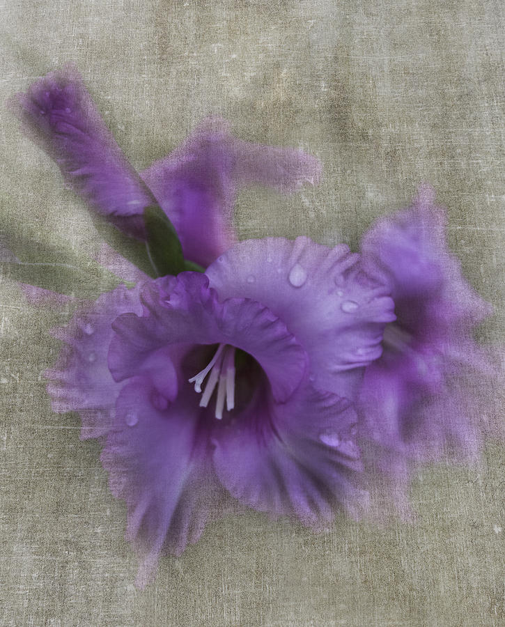 Frilly Purple Photograph by Judy Hall-Folde