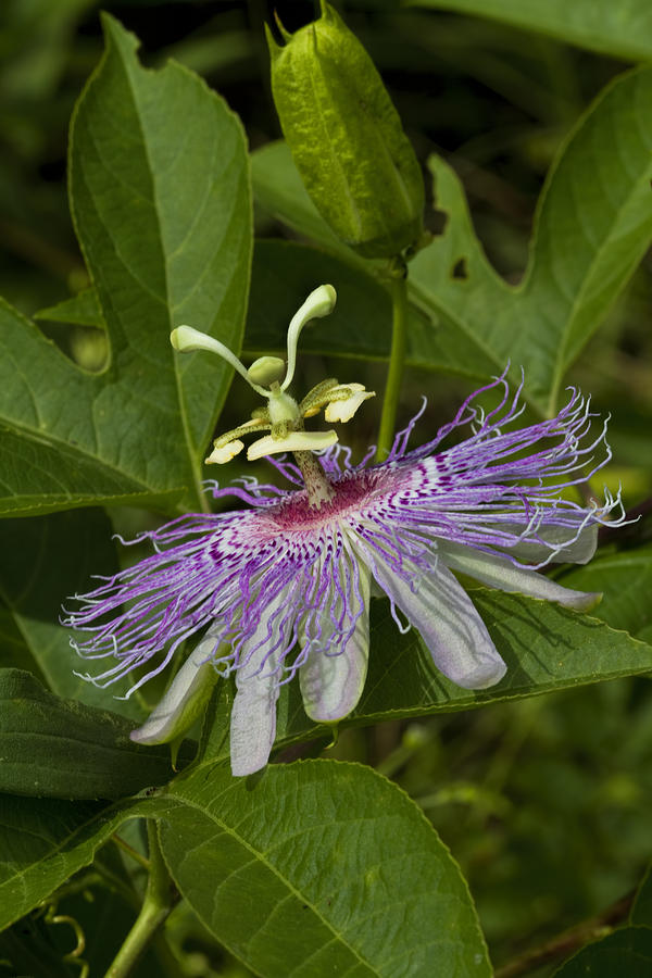 Frilly Purple Passion Flower Bloom Photograph by Kathy Clark