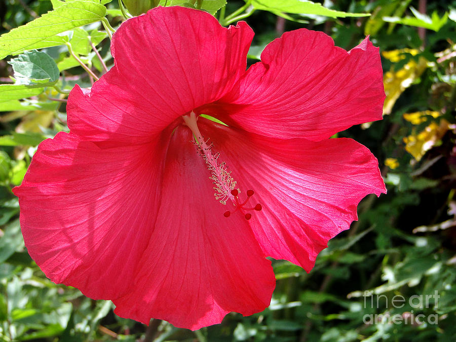 Nature Photograph - Frilly Red Hibiscus by Sue Melvin