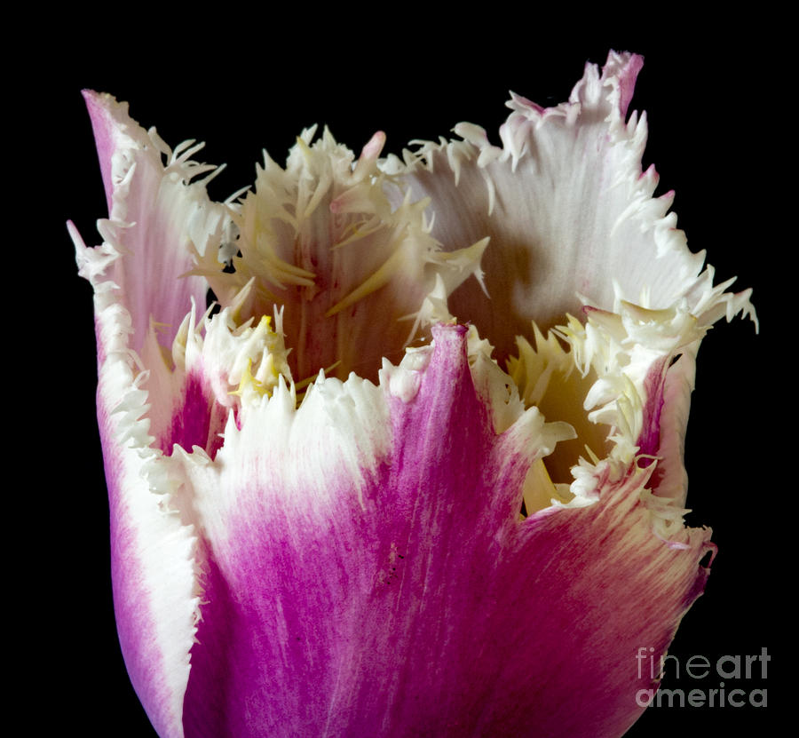 Frilly tulip Photograph by Colin Rayner