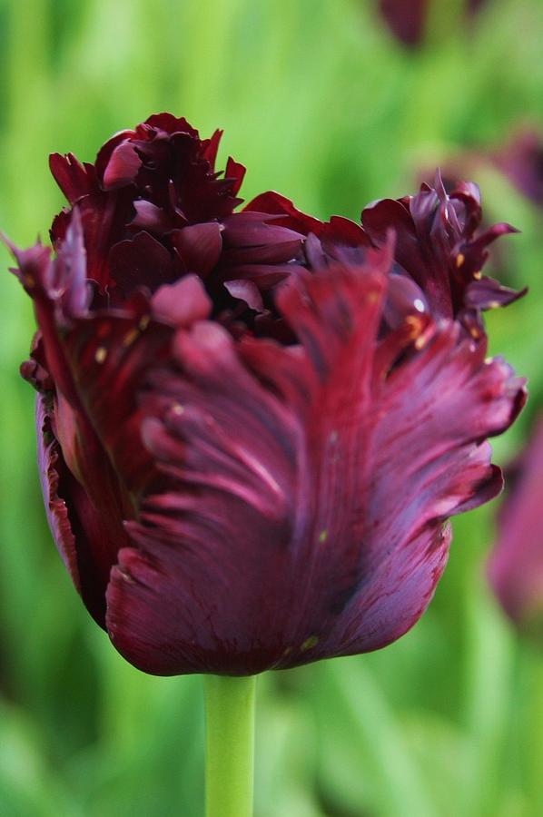 Frilly Tulip Photograph by Martina Fagan