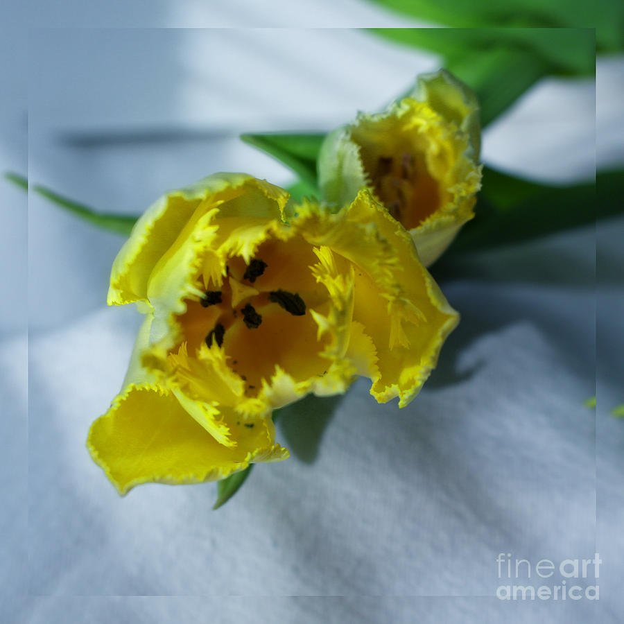 Frilly Yellow Tulips Photograph by Ella Kaye Dickey