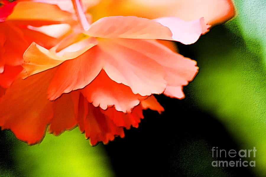 Flower Photograph - Fringe by Julie Lueders 