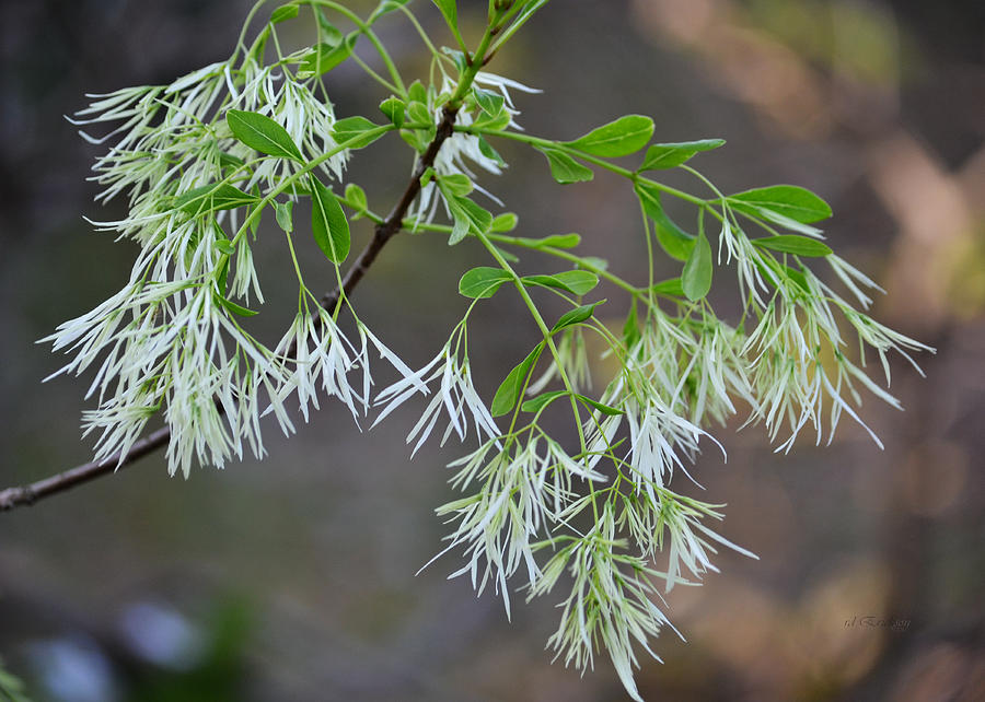 Fringe Tree Flowers - Chionanthus virginicus Photograph by Roy Erickson ...