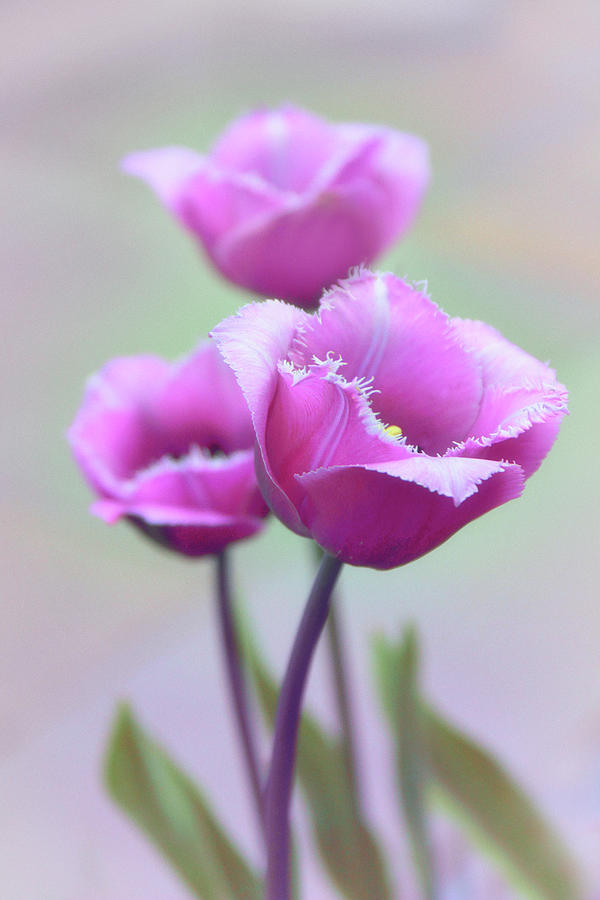 Fringe Tulips Photograph by Jessica Jenney