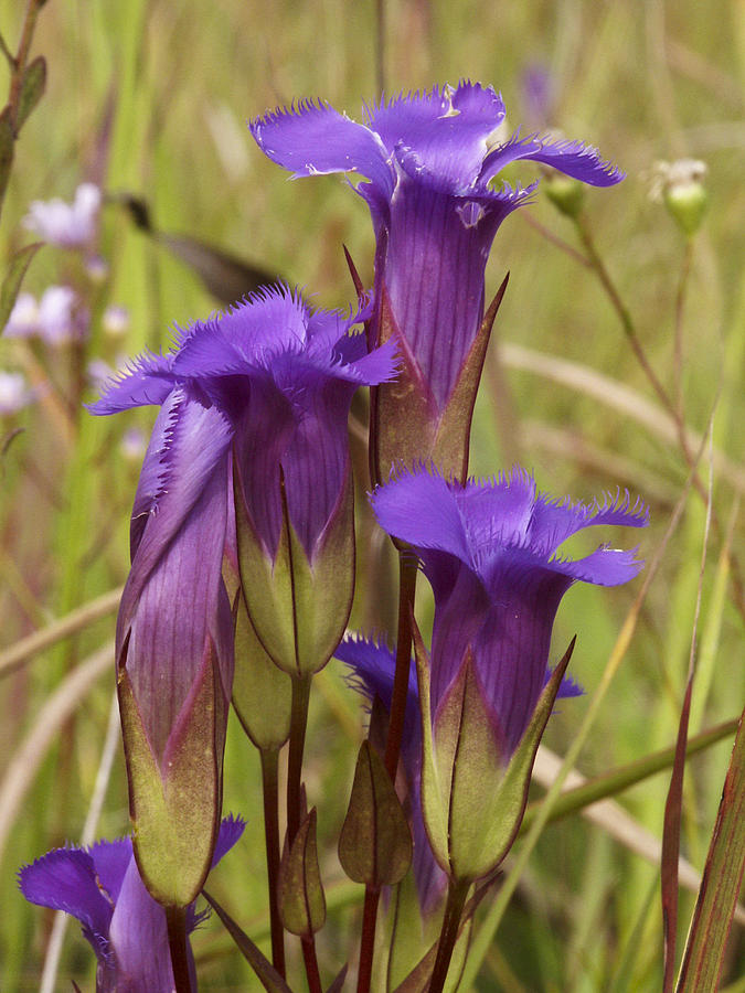 Fringed Gentian 0088 Photograph by Peter Skiba