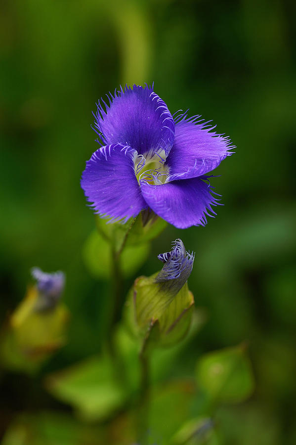Flowers Still Life Photograph - Fringed Gentian by Bill Morgenstern