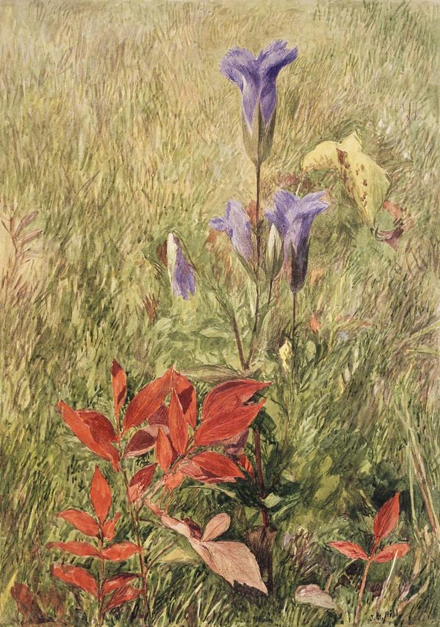 Fringed Gentians Painting by John Henry Hill
