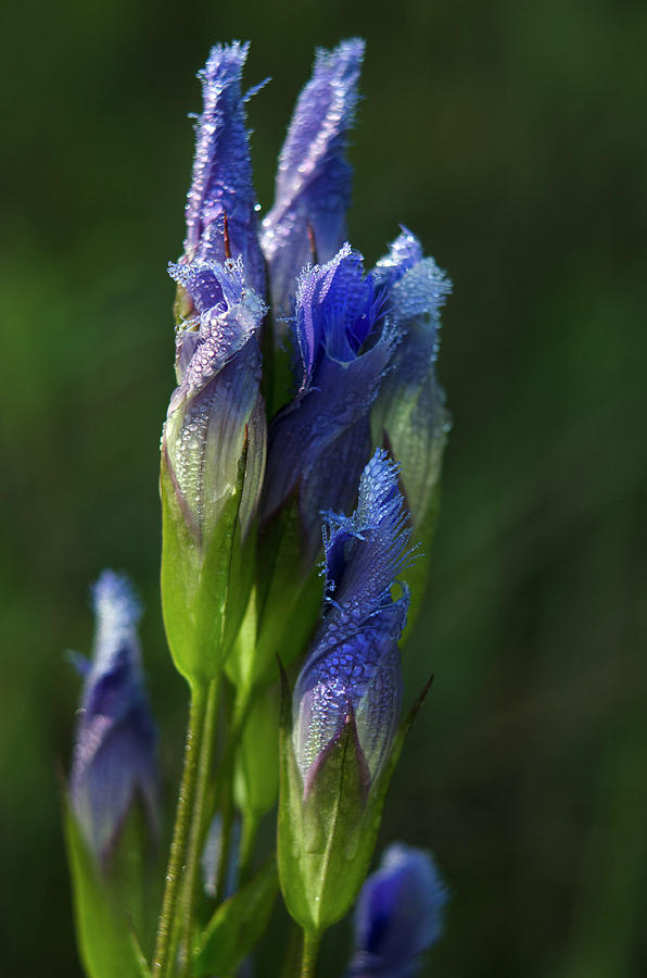 Fringed Getian With Dew Photograph by Ann Bridges