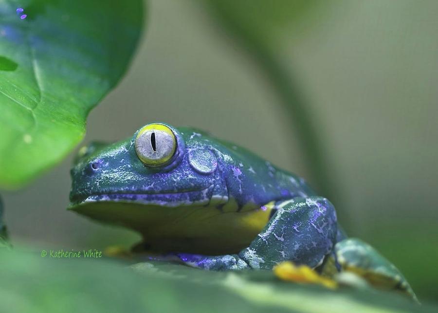 Fringed Leaf Frog Photograph by Katherine White
