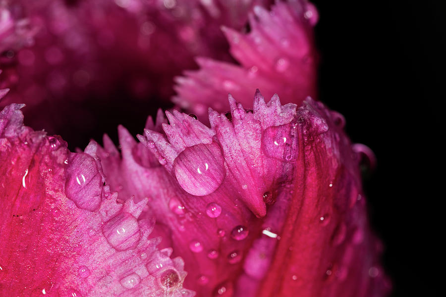 Fringed Tulip Photograph by Jay Stockhaus