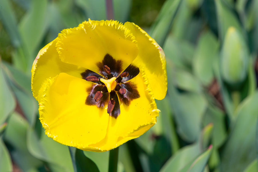 Fringed Yellow Tulip Photograph by SR Green
