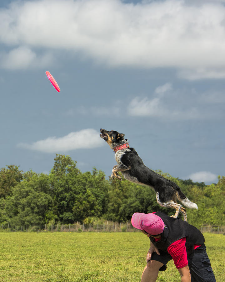 Frisbee Chasing Is Fun - Leaping Dog Photograph by Mitch Spence