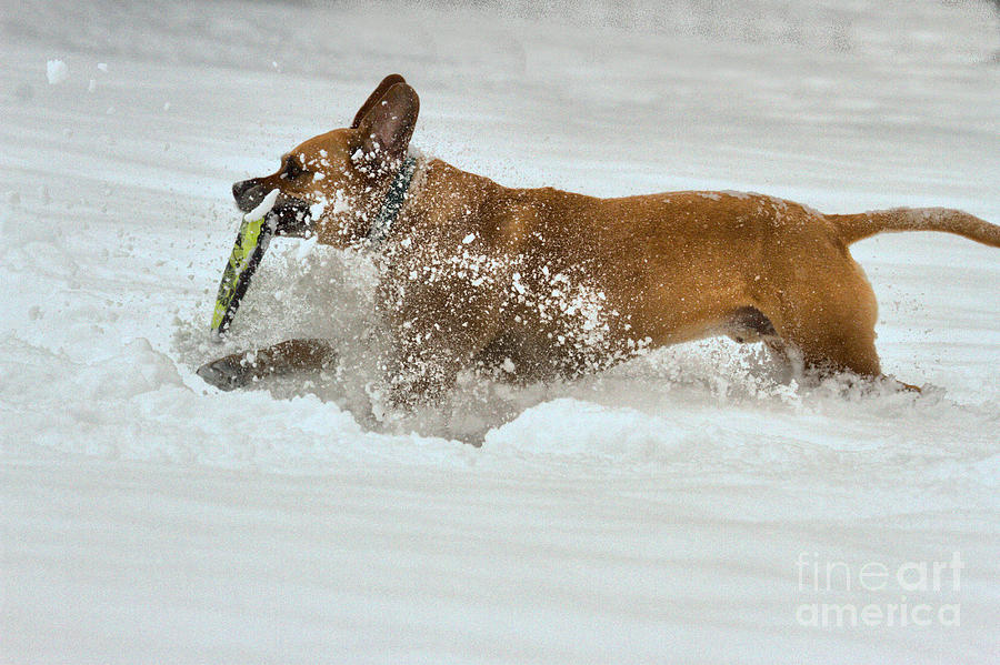 Frisbee In The Deep Snow Photograph by Adam Jewell
