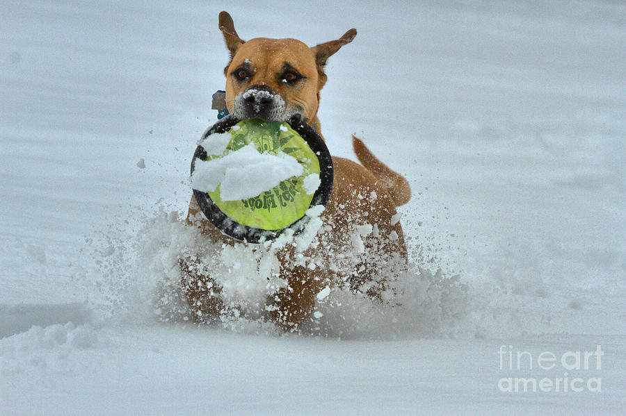 Frisbee In The Snow Photograph by Adam Jewell