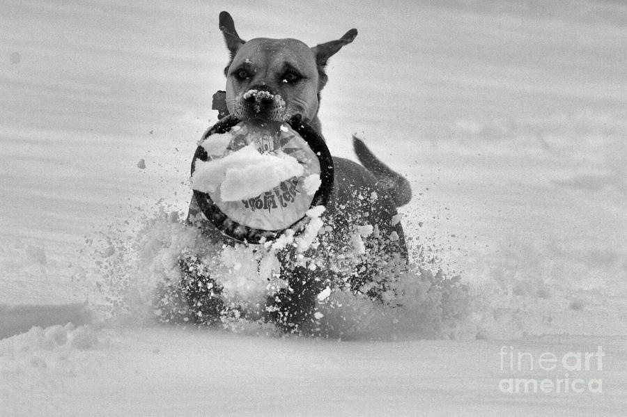 Frisbee In The Snow Black And White Photograph by Adam Jewell