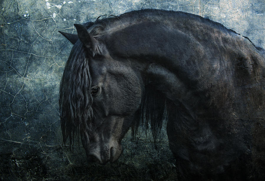 Animal Photograph - Frisian stallion by Joachim G Pinkawa