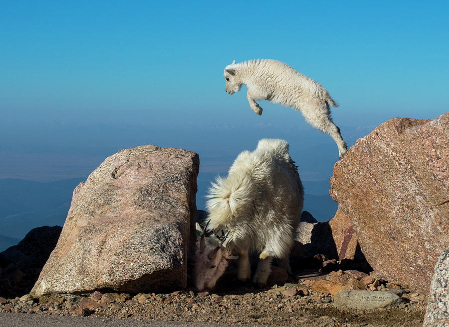 Leaping baby mountain goat Photograph by Judi Dressler