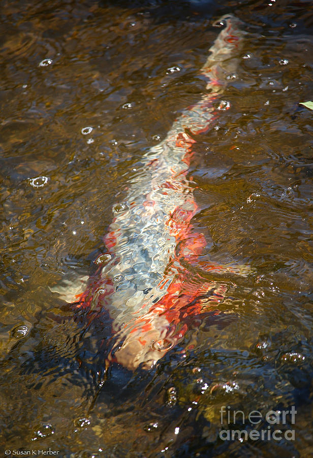 Frisky Fish Photograph by Susan Herber